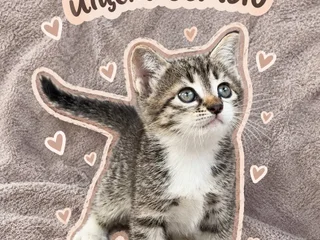 Котенок Булочкин, 2 месяца