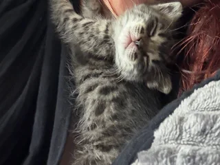 Котенок Киси
