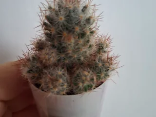Кактусы