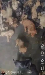 Щенок