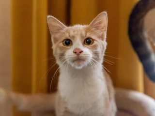 Котёнок Печенька в добрые руки
