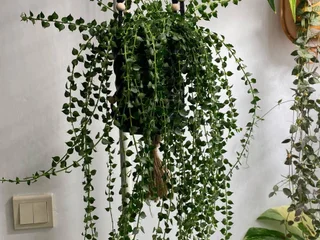 Растение Dichidia Ruscifolia с горшком