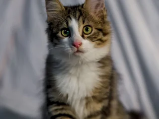 Котенок Локи
