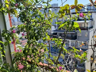 Уличные и балконные цветы в горшках