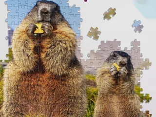 Пазл Step Puzzle с сурками 500 деталей