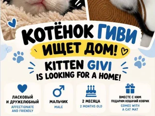 Котенок Гиви, 2 месяца