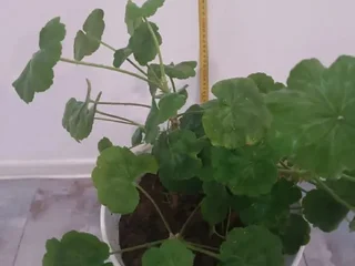 Ухоженная герань (пеларгония)