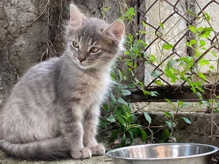 Котенок Френни в добрые руки