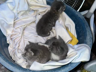 Котята