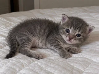 Котёнок (мальчик)
