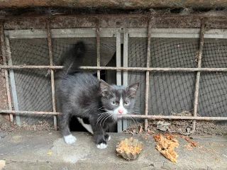 Кот в добрые руки