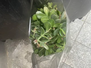 Отростки денежного дерева