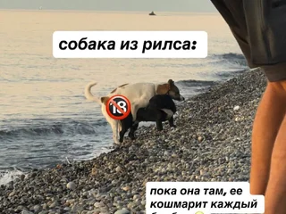 Собака в поисках дома