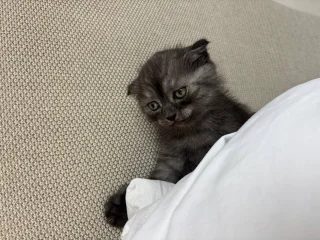 Британский котик