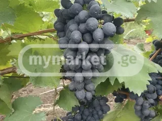 Продукт питания