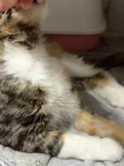 Кошка Флаффи в добрые руки