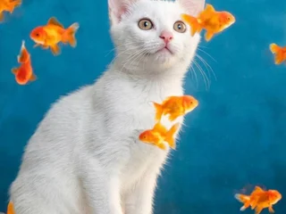 Котенок Мия в добрые руки