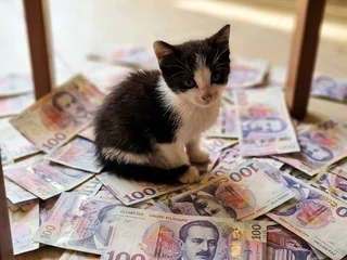 Котёнок Баксик