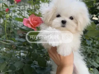 Собака (Мальтийская болонка/Лхаса)