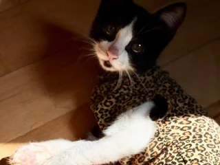 Котенок Онигири