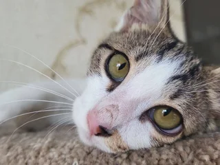 Котенок Космо