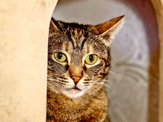 Кошка Фаня