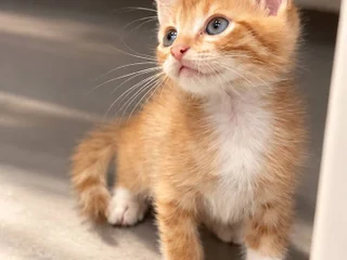 Котёнок Ирис в добрые руки