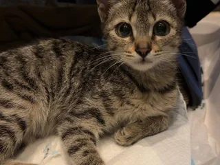 Котёнок девочка в добрые руки