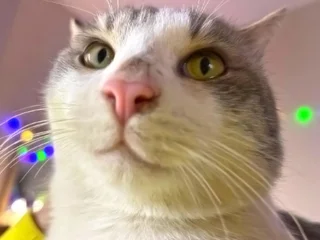 Кот Гудини