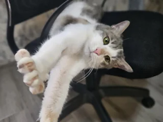 Котик Амур
