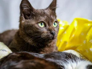 Кошечка Шоко