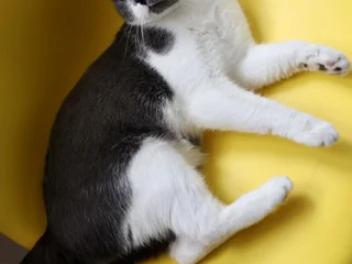 Кот Тихомир в добрые руки
