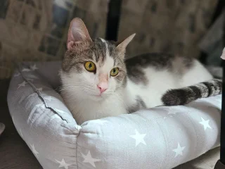 Котик Амур