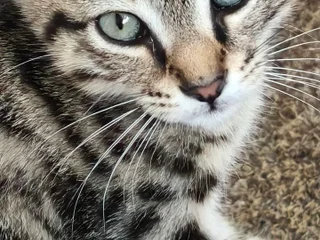 Котёнок Шпрот в добрые руки