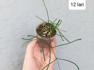 Растения Hoya Retusa и Sansevieria Moonshine