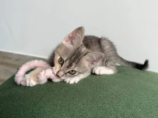 Котенок Лея в добрые руки