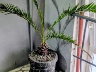 Финиковая пальма