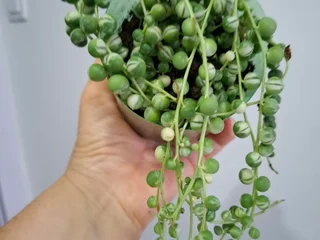 Суккуленты