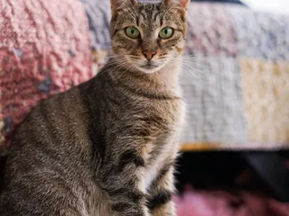 Кошка Альма