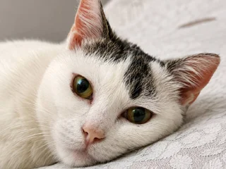 Кошка Минти