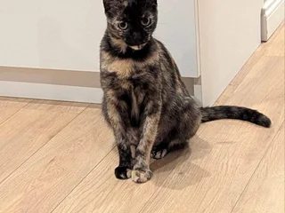 Кошка в добрые руки