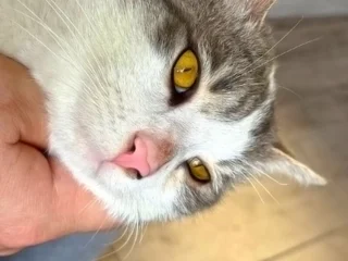 Кот Амурчик