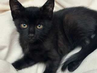 Котёнок Вуглик в добрые руки