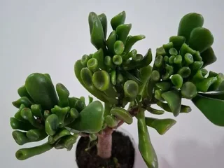 Суккуленты