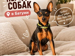 Домашняя передержка собак