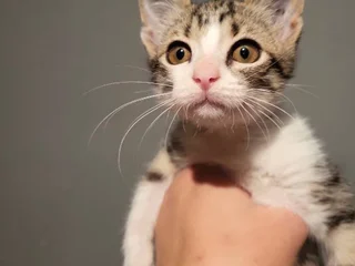 Котёнок Анфиска