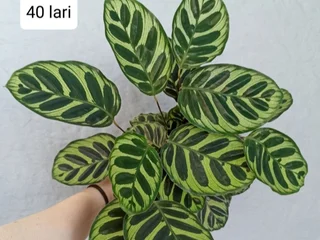 Растения Calathea Makoyana и Alocasia Longiloba