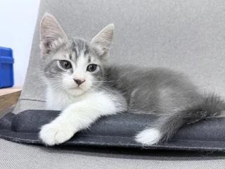 Котенок