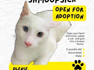 Котёнок Шмупсик