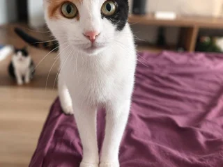 Кошка Муся
